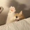Funny cats 24