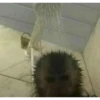 Monkeys 24
