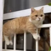 Funny cats 25