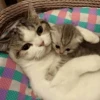 GuGuli face 24