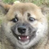 Funny Animals 26