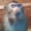 Funny Animals 27