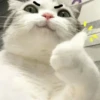 Funny cats 27