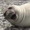 Funny Animals 28
