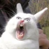 Funny Animals 29