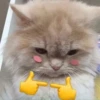Funny cats 28