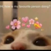 Funny cats 29