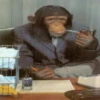 Monkeys 25