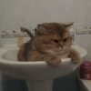 cute pets 29