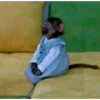 Monkeys 27
