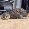 GuGuli face 28