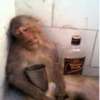 Monkeys 28