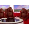 Monkeys 29