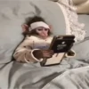 Monkeys 30