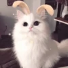 GuGuli face 29