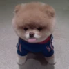 Funny Animals 30