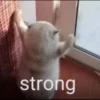 Funny cats 30