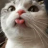 GuGuli face 30