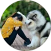 Dogs 5