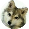 Dogs 6