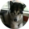 Dogs 7