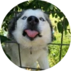 Dogs 8
