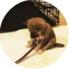 Dogs 9