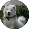Dogs 10