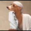 memes novos 8