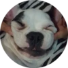 Dogs 12