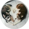 Dogs 13