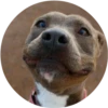 Dogs 14