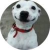 Dogs 15