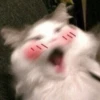 cat by han 10