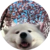 Dogs 16