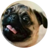 Dogs 17