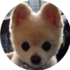 Dogs 18