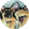 Dogs 19