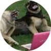 Dogs 20