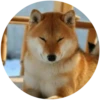 Dogs 22