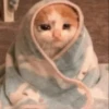 cat by han 14