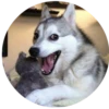 Dogs 23