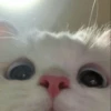 cat by han 16