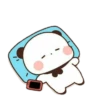 cleisya ' panda 17