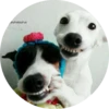 Dogs 24