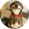 Dogs 25