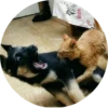 Dogs 26