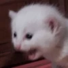 cat by han 23