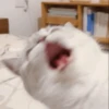 cat by han 25