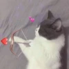 cat by han 26